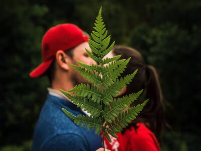 Searching for the Fern Flower: Exploring the Love Symbol